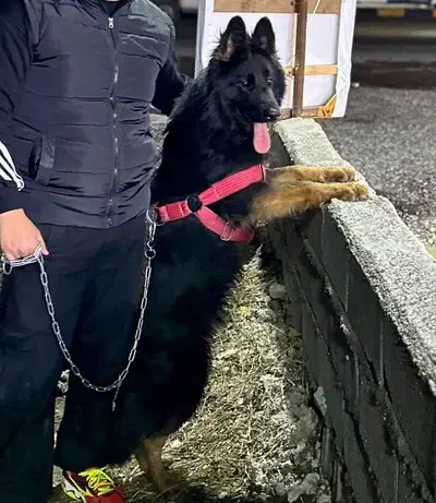 واگذاری سگ ژرمن شپرد|سگ|لاهیجان, گلستان|دیوار