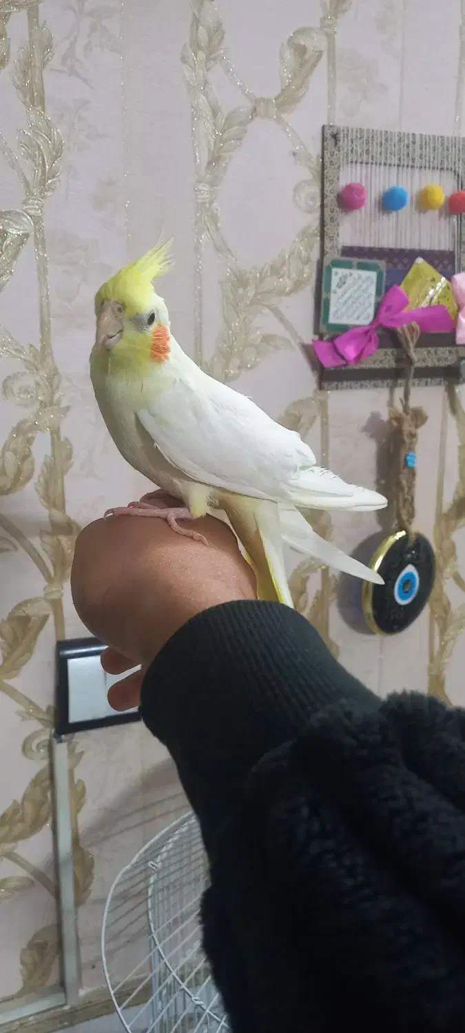 عروس هلندی لوتینو نر دستی مست مست درشت ضمانتی|پرنده|مشهد, طبرسی شمالی|دیوار