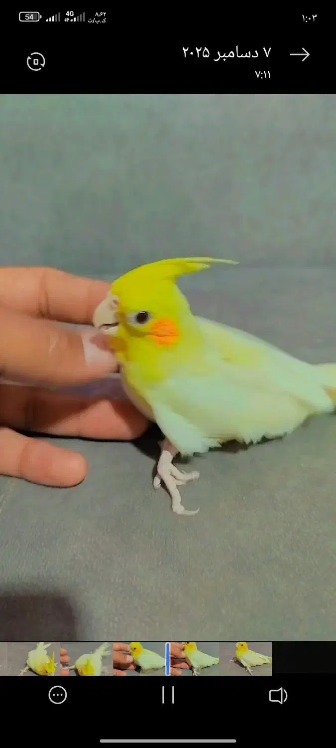 جوجه عروس پا باز|پرنده|جنت, |دیوار