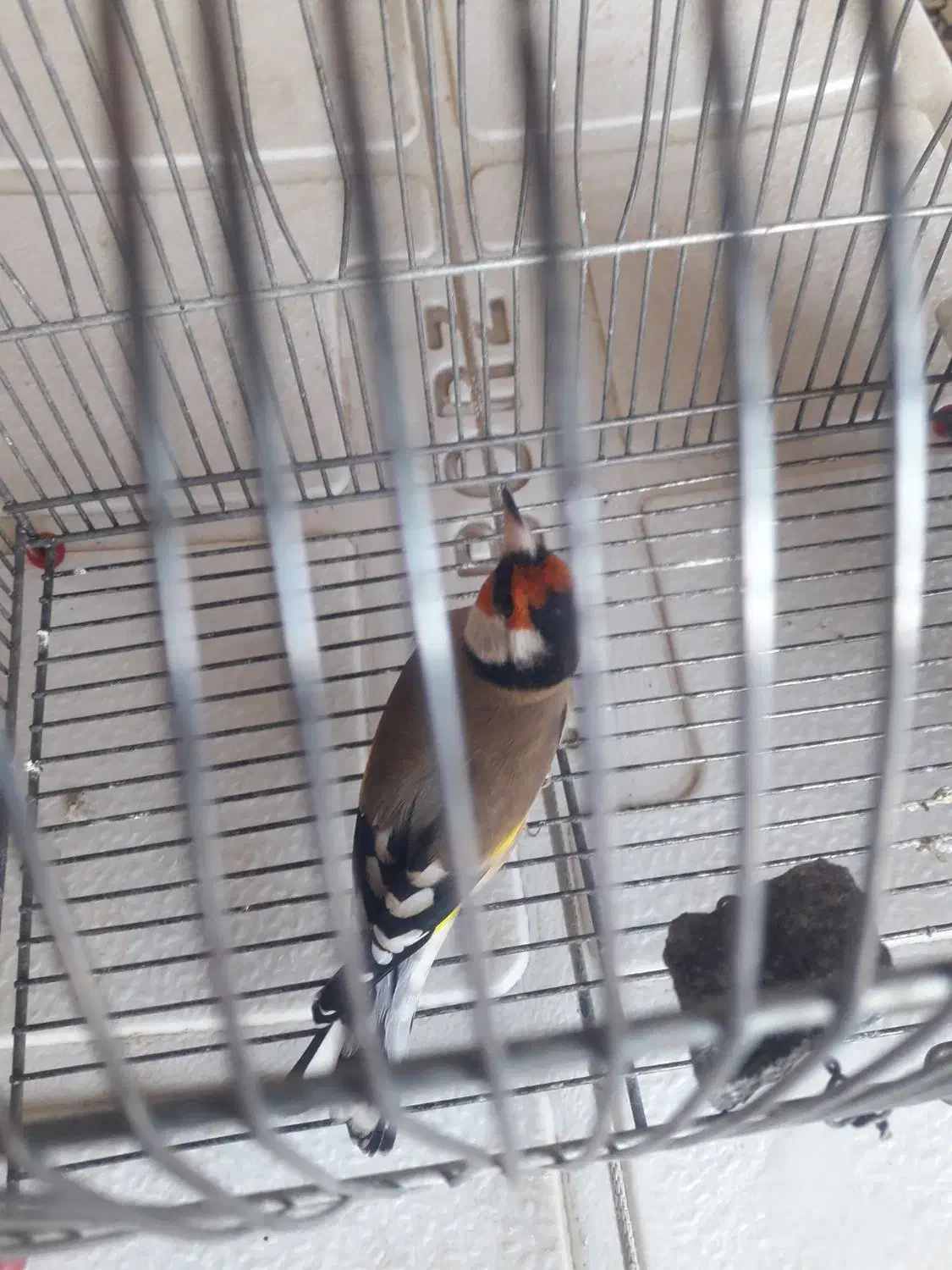 سهره 2500|پرنده|شیراز, بریجستون|دیوار