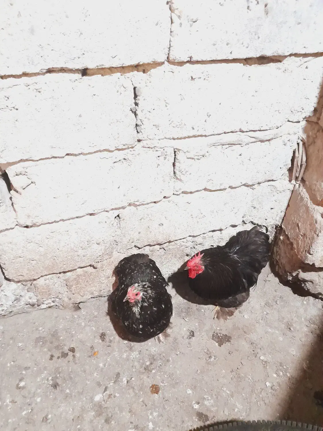 مرغ وخروس سبرایت وکوشین|حیوانات مزرعه|آستانه اشرفیه, |دیوار