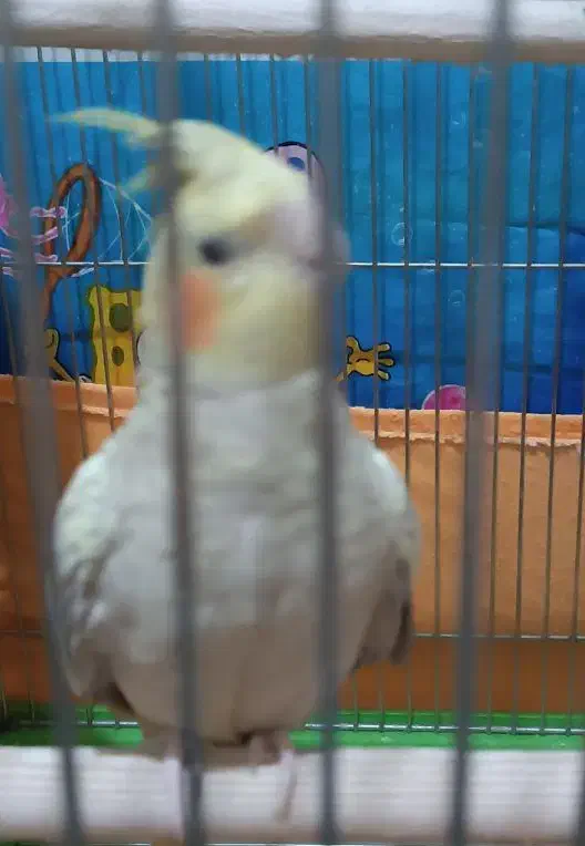 عروس هلندی ماده|پرنده|اهواز, کوی آغاجاری|دیوار