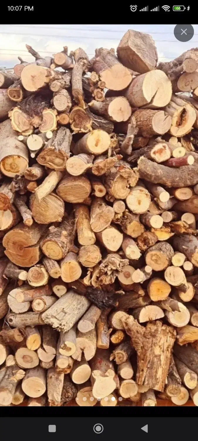 فروش هیزم درخت نارنج، پرتقال، انجیر و توت|گل و گیاه طبیعی|بم, |دیوار