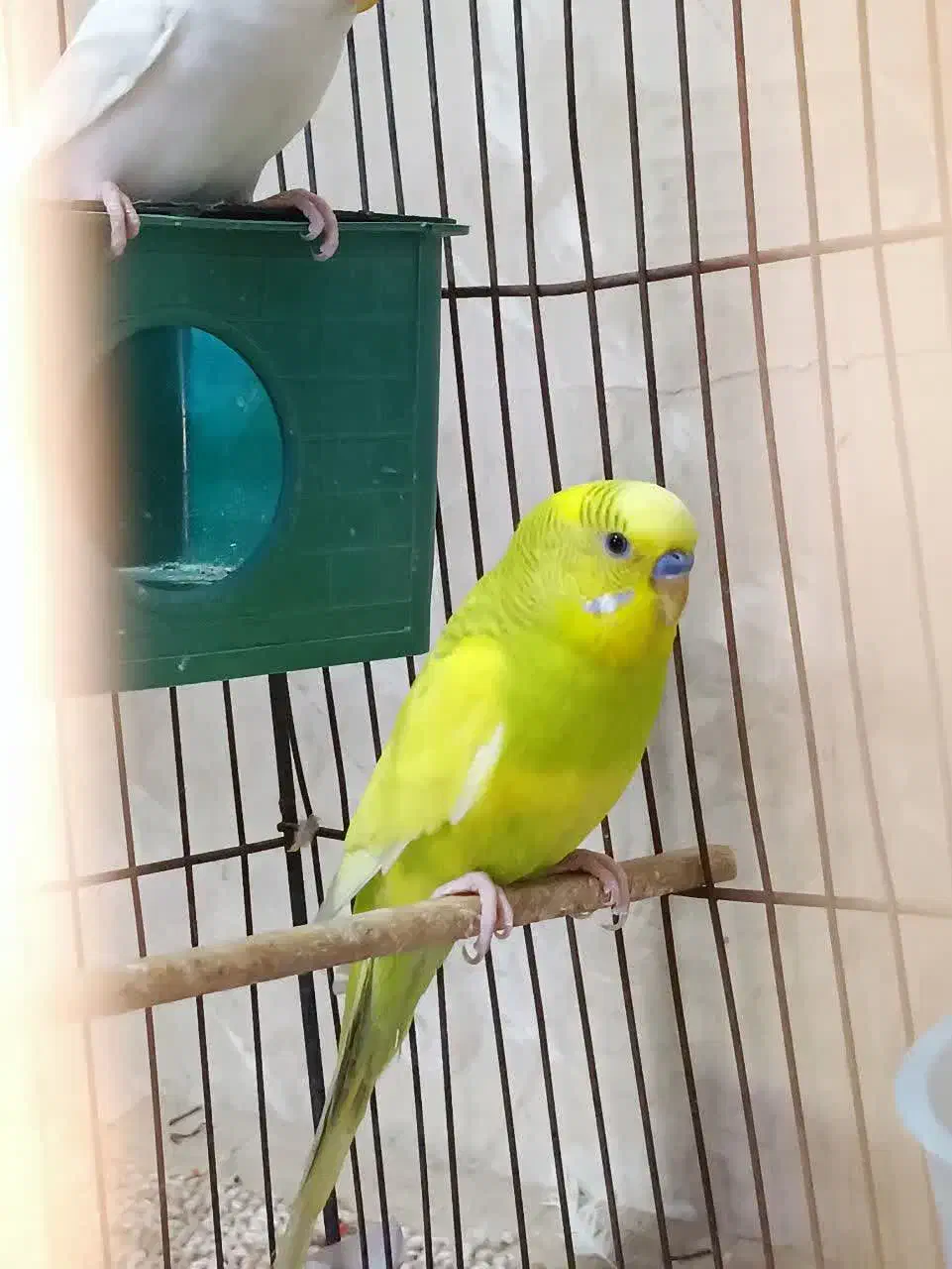 مرغ عشق جفت|پرنده|قم, سربخش|دیوار