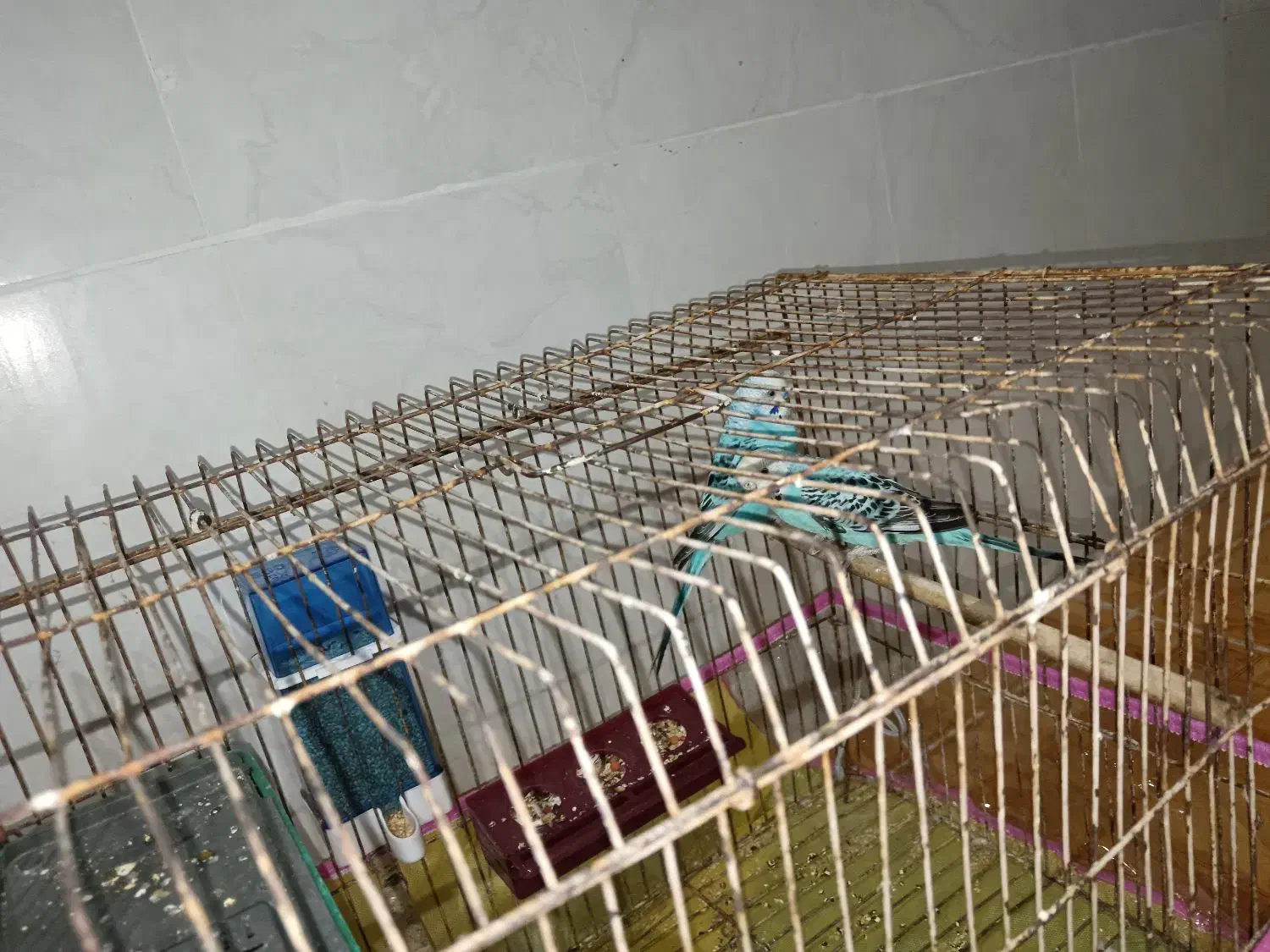 یک جفت مرغ عشق آبی|پرنده|کازرون, |دیوار