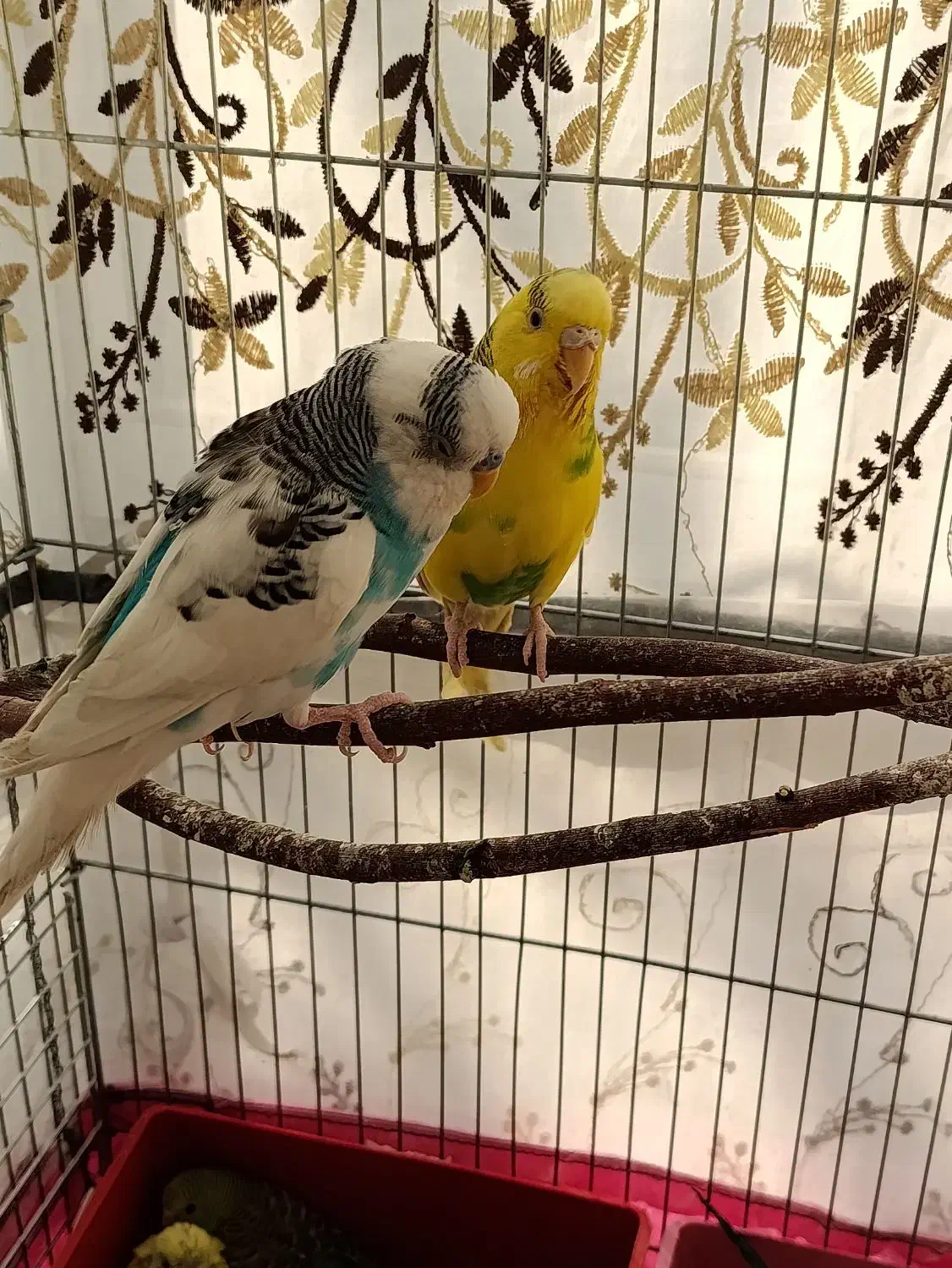 مرغ عشق مولد|پرنده|برخوار, |دیوار