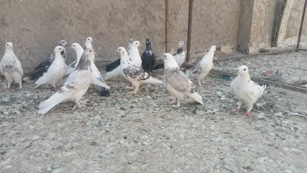 جا به جایی|پرنده|اصفهان, محله اسلامی|دیوار