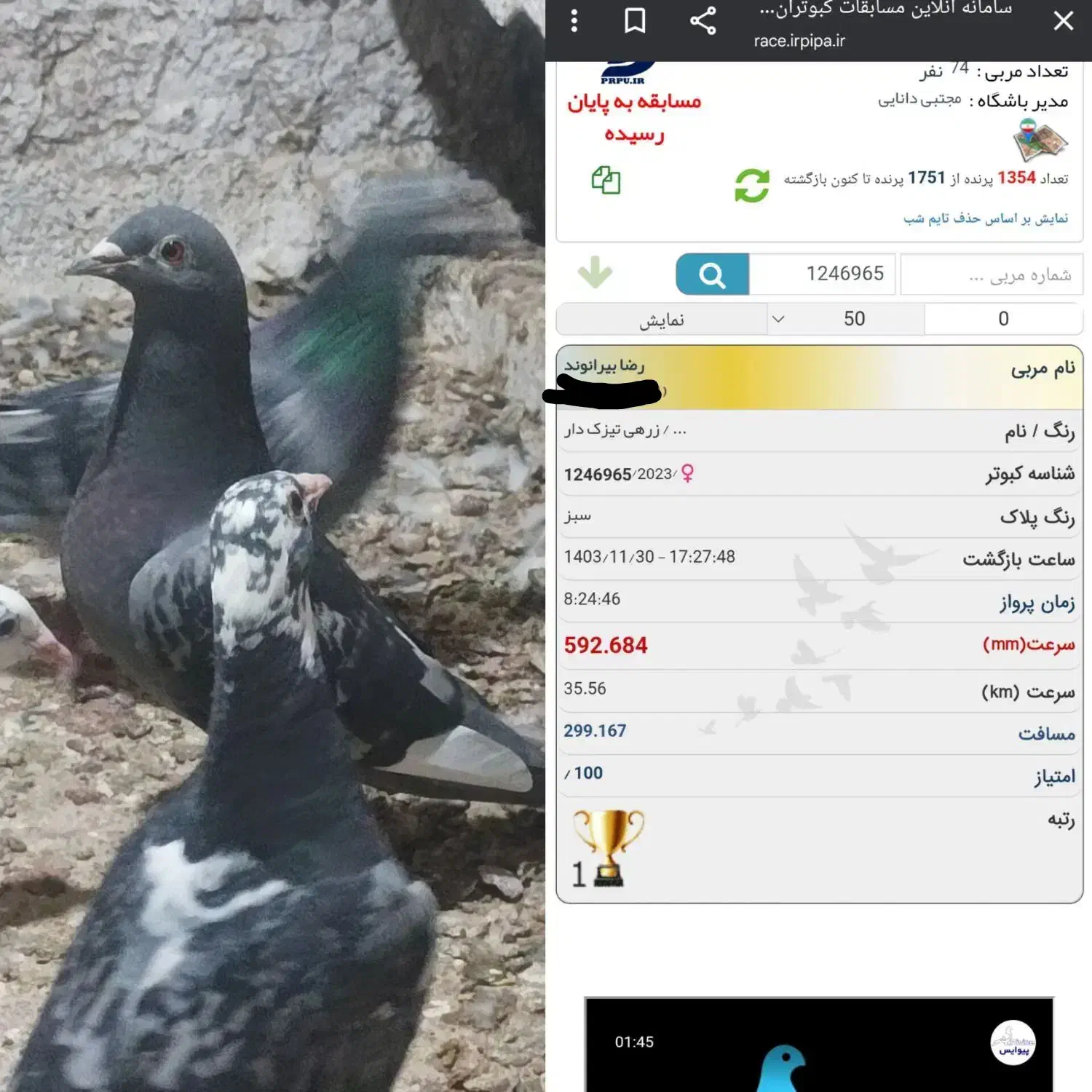 کبوتر|پرنده|فامنین, |دیوار