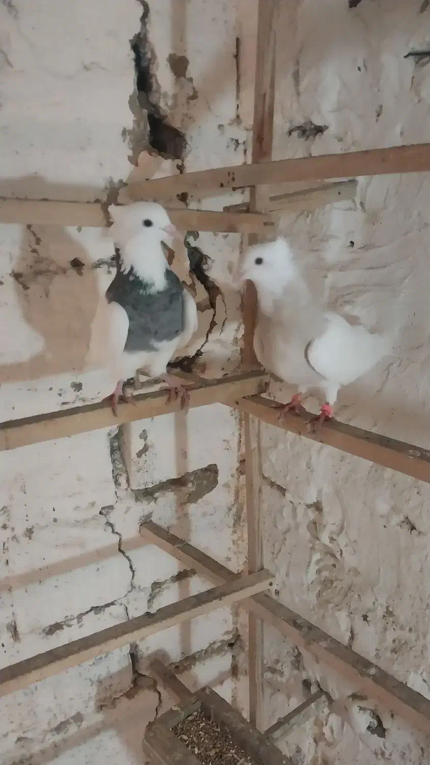 کبوتر طوقی|پرنده|رشت, رودبارتان|دیوار