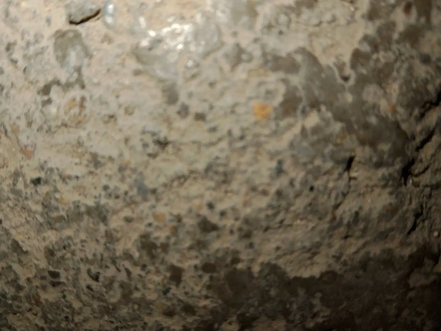 رهن اجاره خانه|اجارهٔ خانه و ویلا|کنگاور, |دیوار