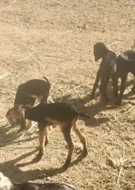 کهره شیری|حیوانات مزرعه|محمله, |دیوار