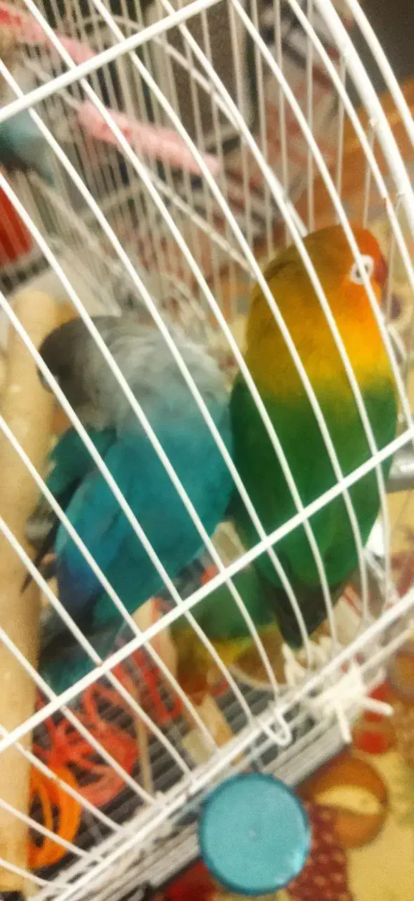 مفقودشدن|حیوانات|کرمانشاه, |دیوار