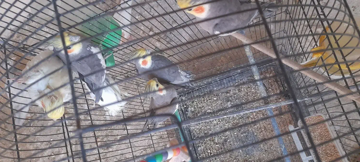 تعداد ۷ عروس هلندی چند کلمه حرف میزنن نر و ماده|پرنده|مشهد, رده|دیوار