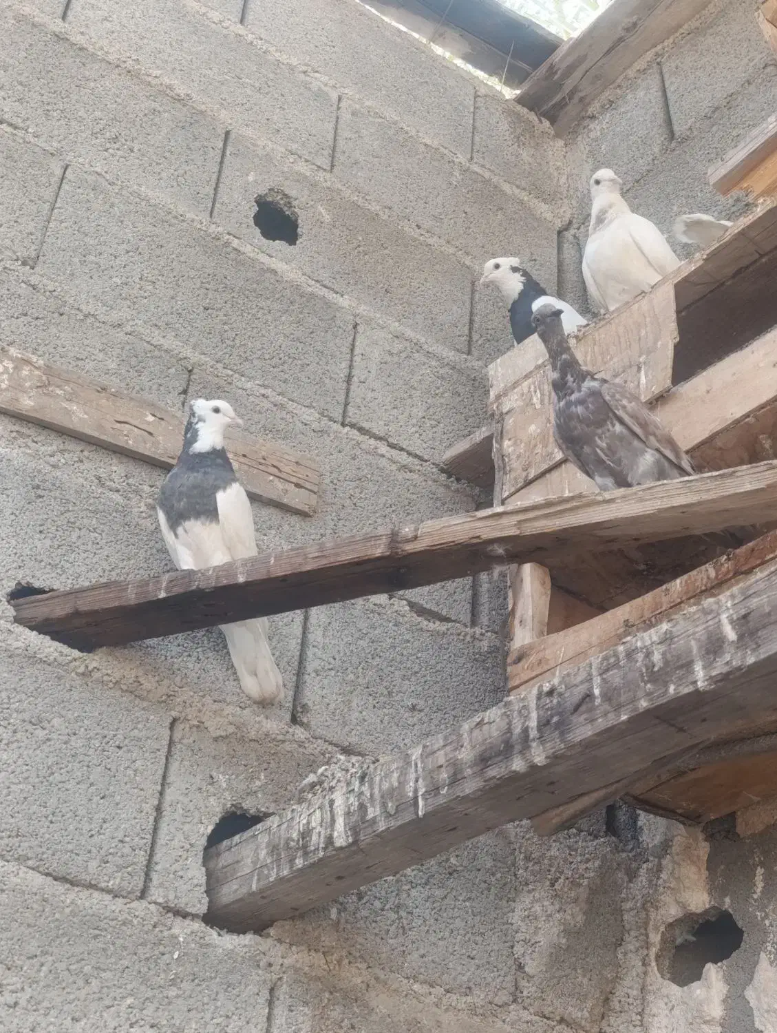 کبوتر انواع|پرنده|جم, |دیوار