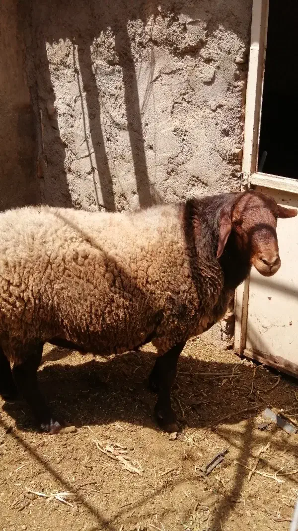 قوچ همو|حیوانات مزرعه|نیشابور, دهنو|دیوار