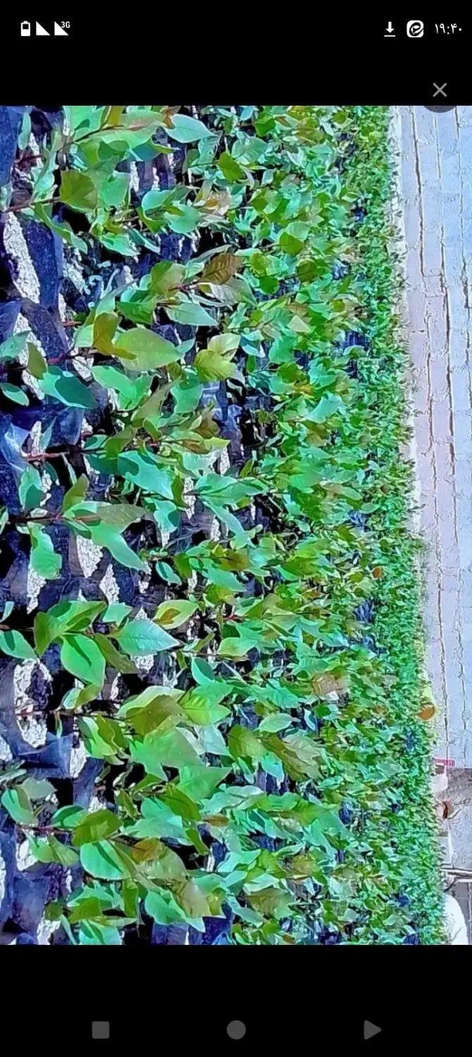 سیر|گل و گیاه طبیعی|خواف, |دیوار