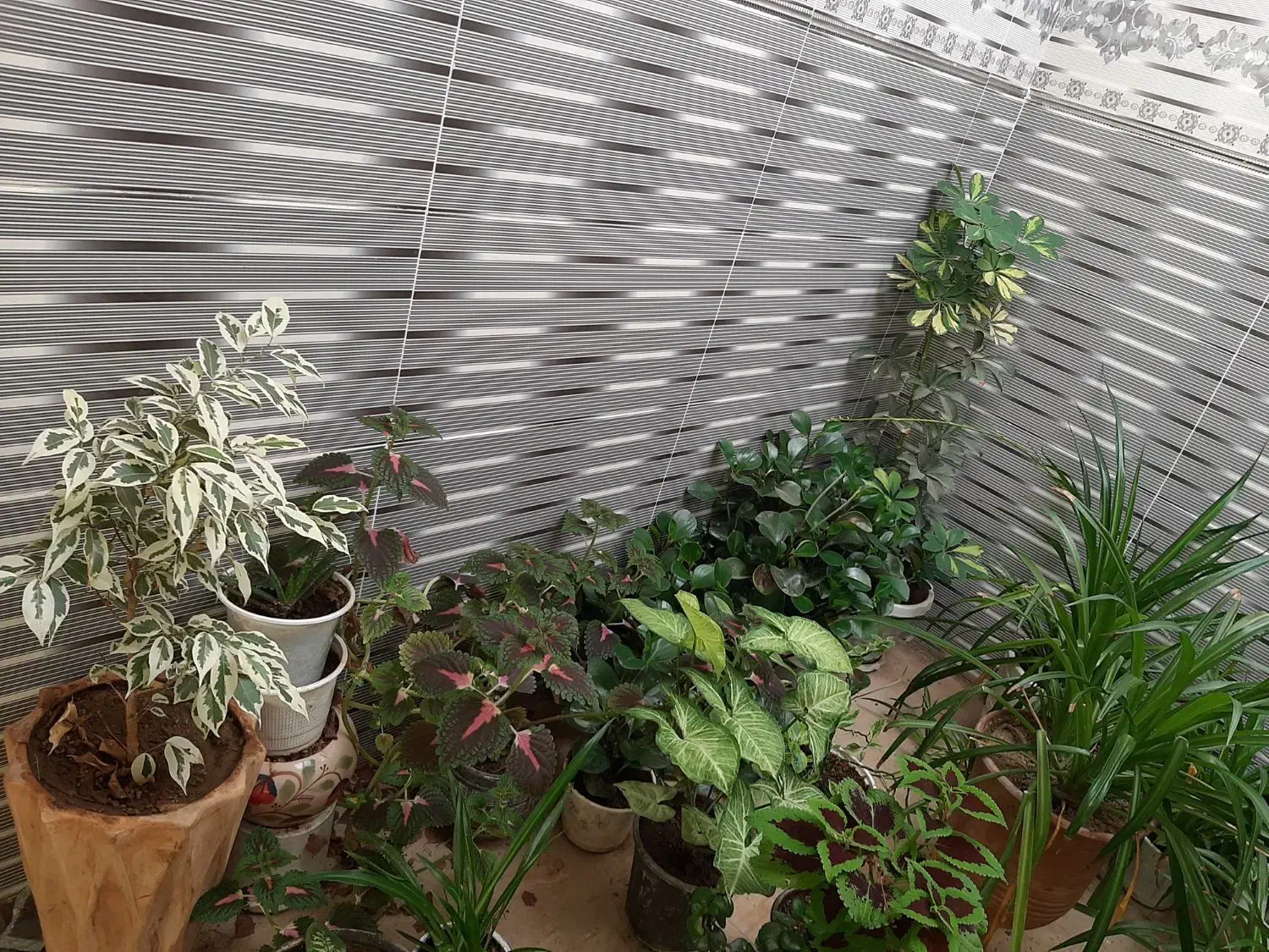 فروش گل|گل و گیاه طبیعی|اسدآباد, |دیوار