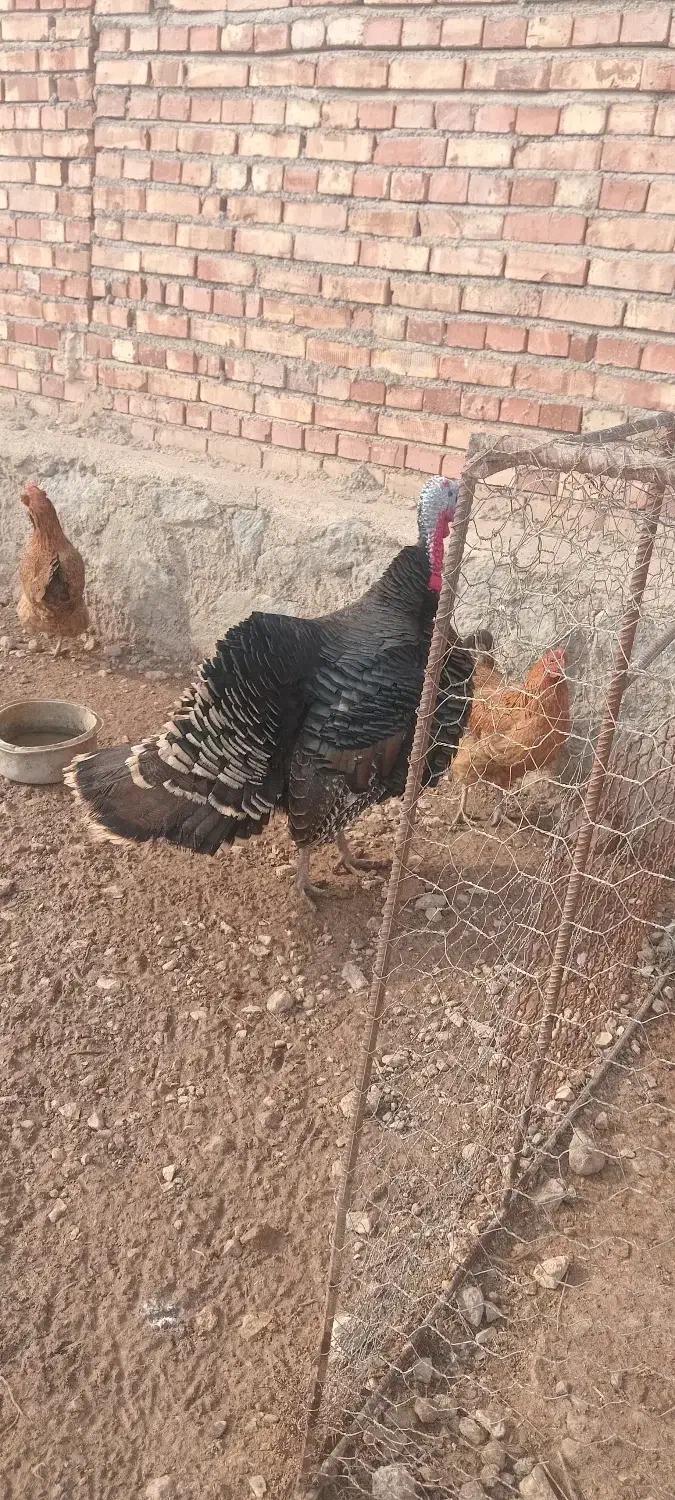 بوقلمون ‌نر|حیوانات مزرعه|خسروشاه, |دیوار