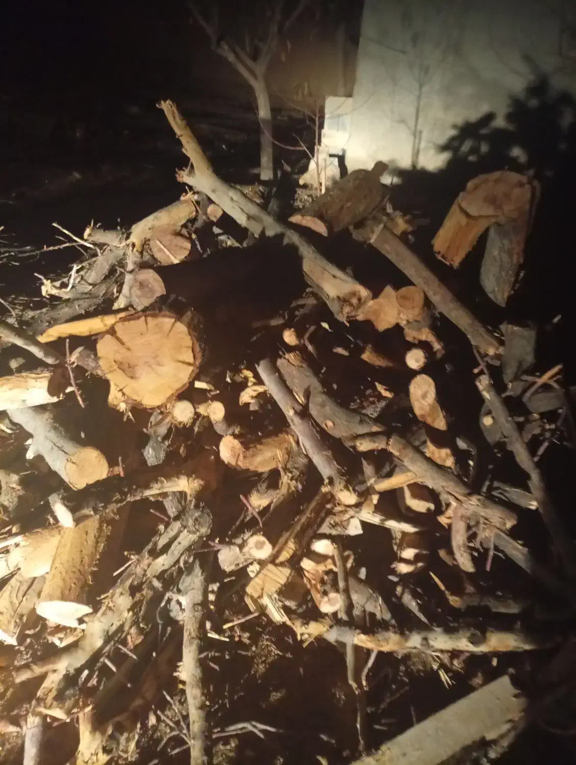 فروش چوب ذغالی تروخشک|خدمات باغبانی و درختکاری|کبودرآهنگ, |دیوار