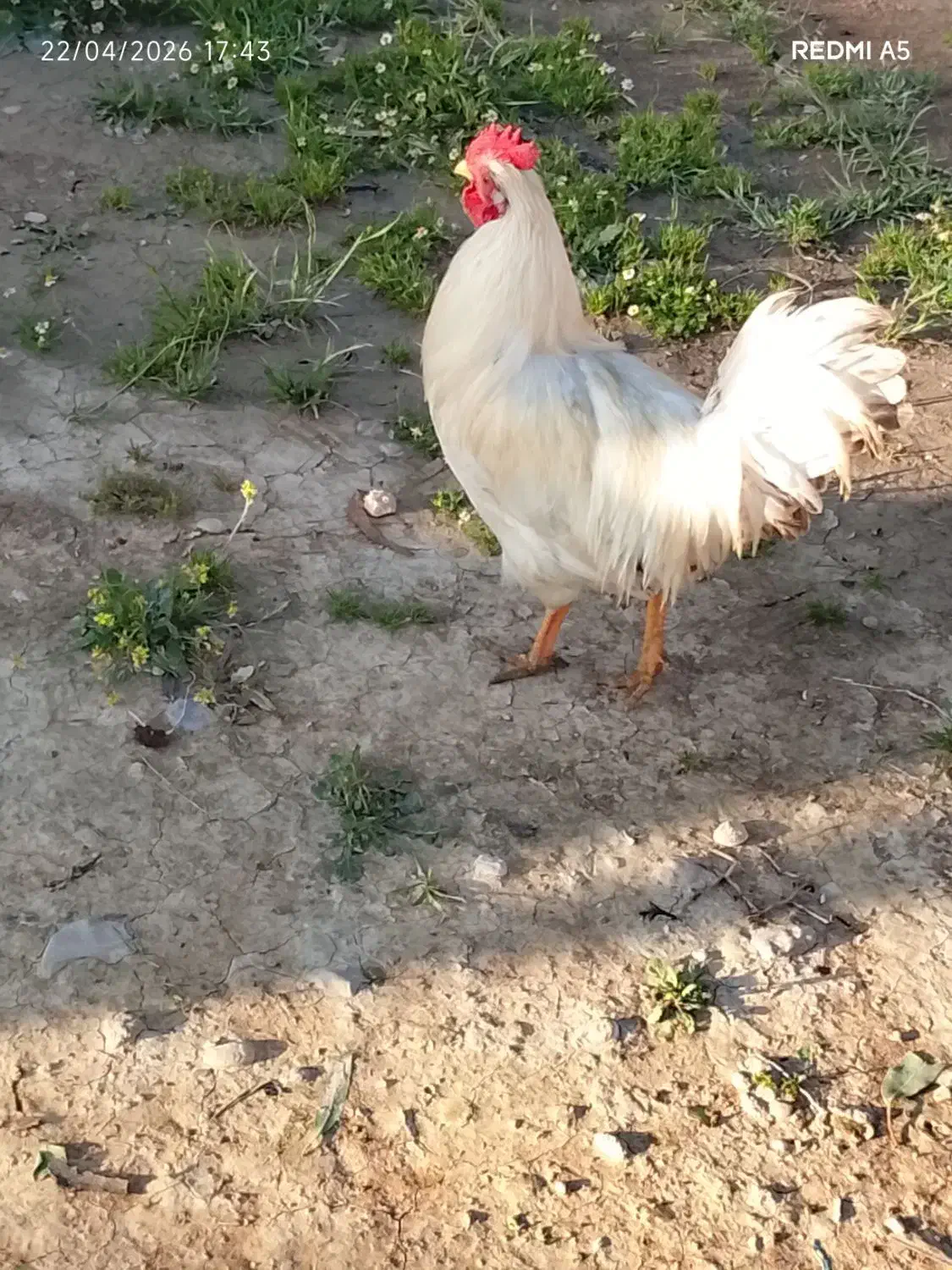 خروس|حیوانات مزرعه|ایذه, |دیوار