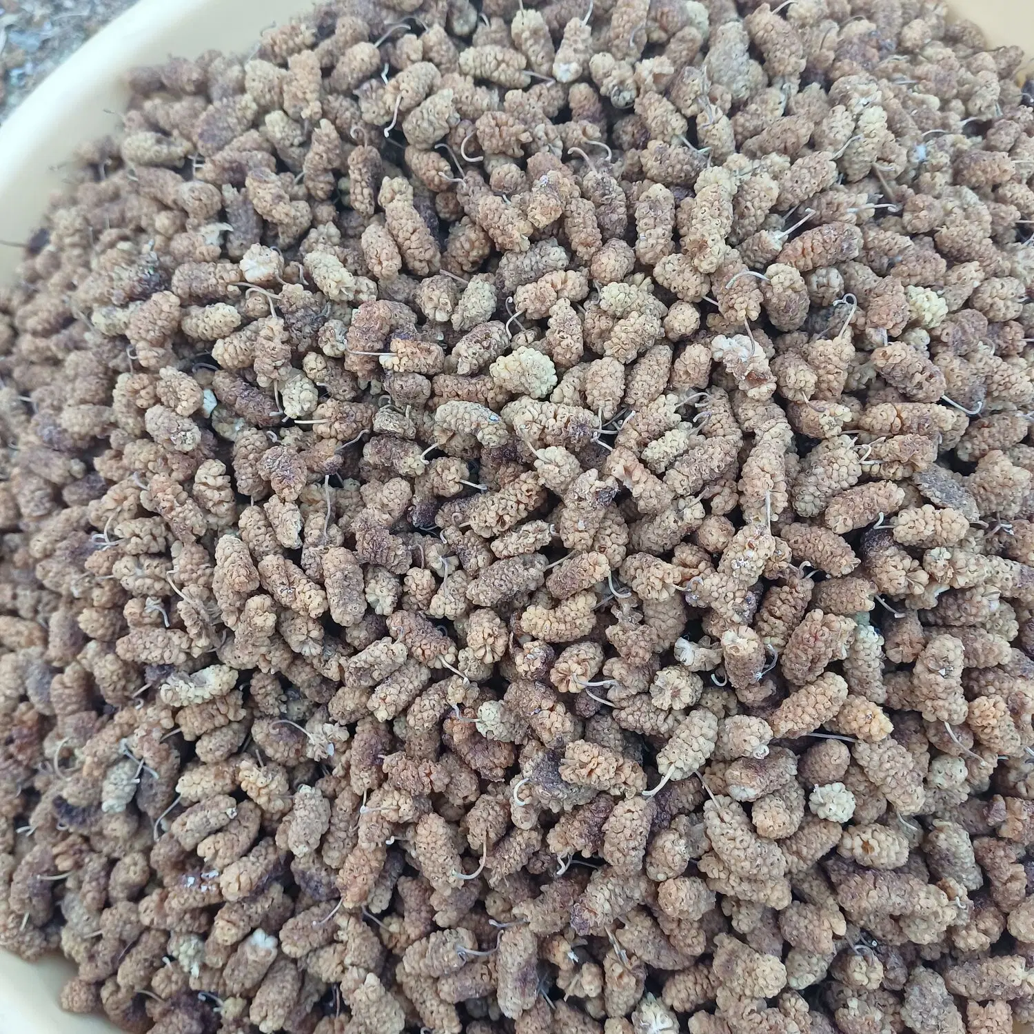 توت خشگ|خوردنی و آشامیدنی|تبریز, |دیوار