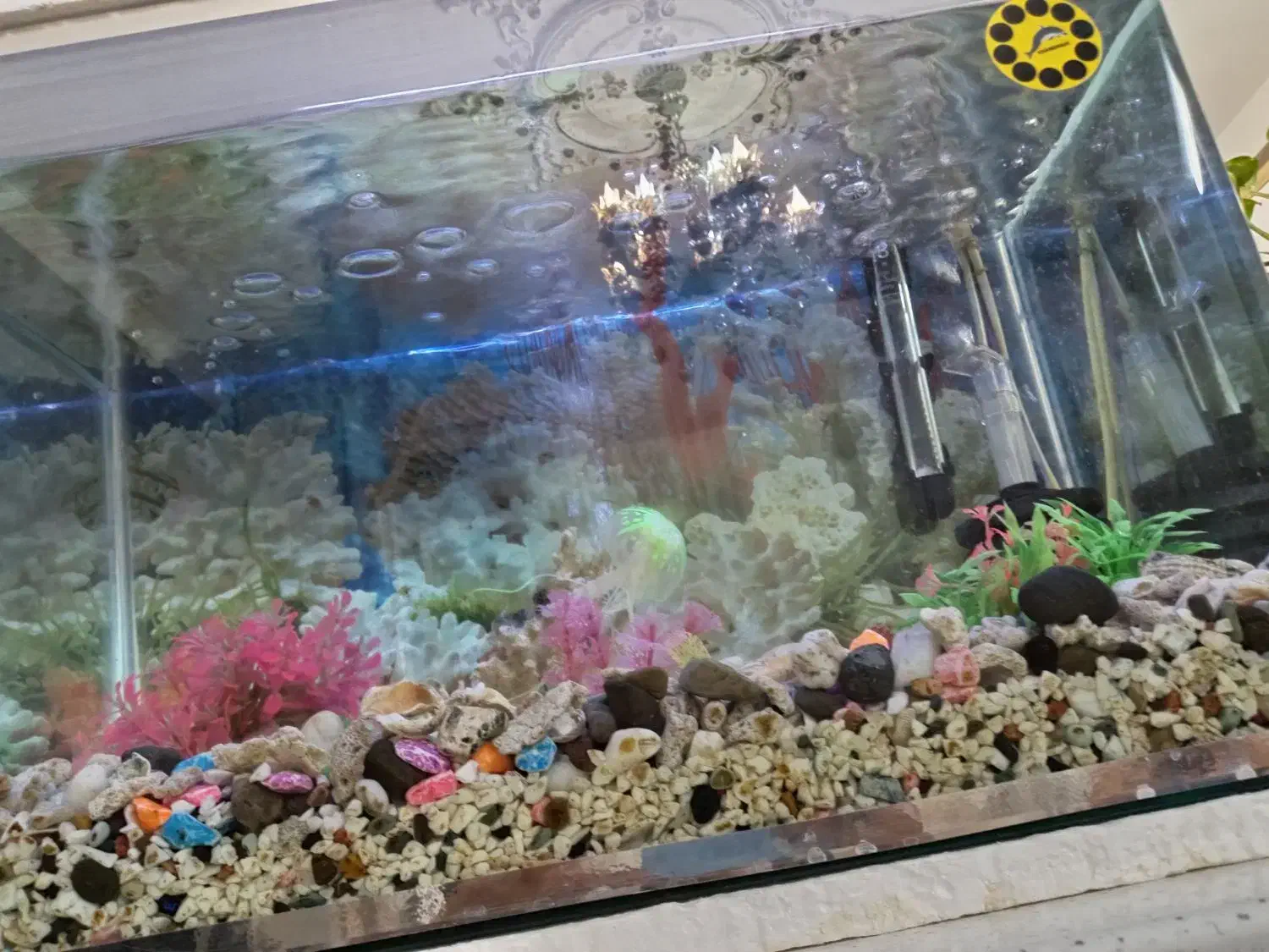 اکواریوم شیشه خم|ماهی|سهند, |دیوار