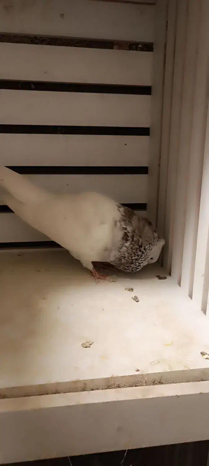 کفتر کله|پرنده|مشهد, رده|دیوار