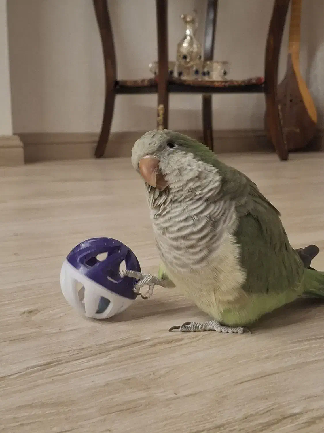 طوطی راهب|پرنده|اردبیل, |دیوار