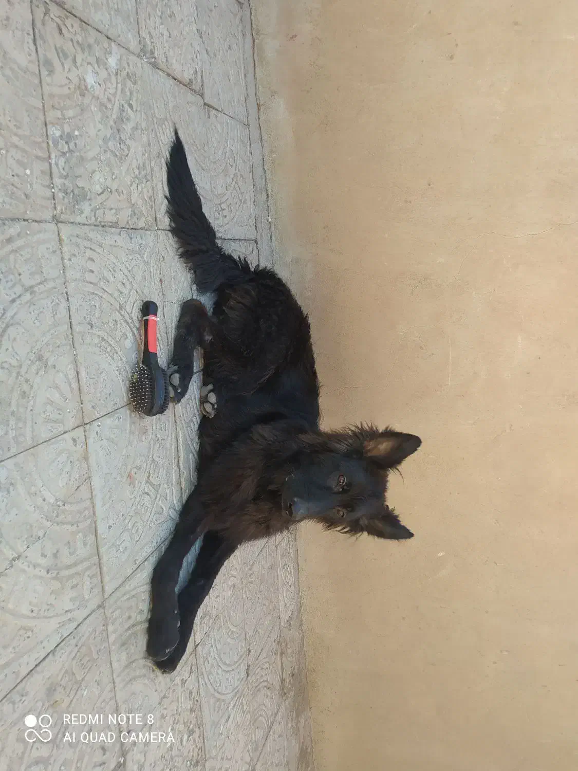 سگ ژرمن بلک نر|سگ|کرمان, |دیوار