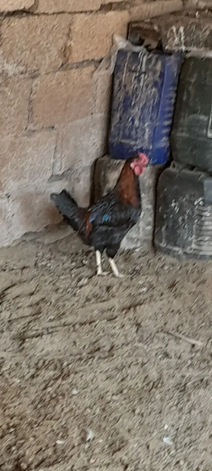 خروس چهل تاج|حیوانات مزرعه|خمین, |دیوار