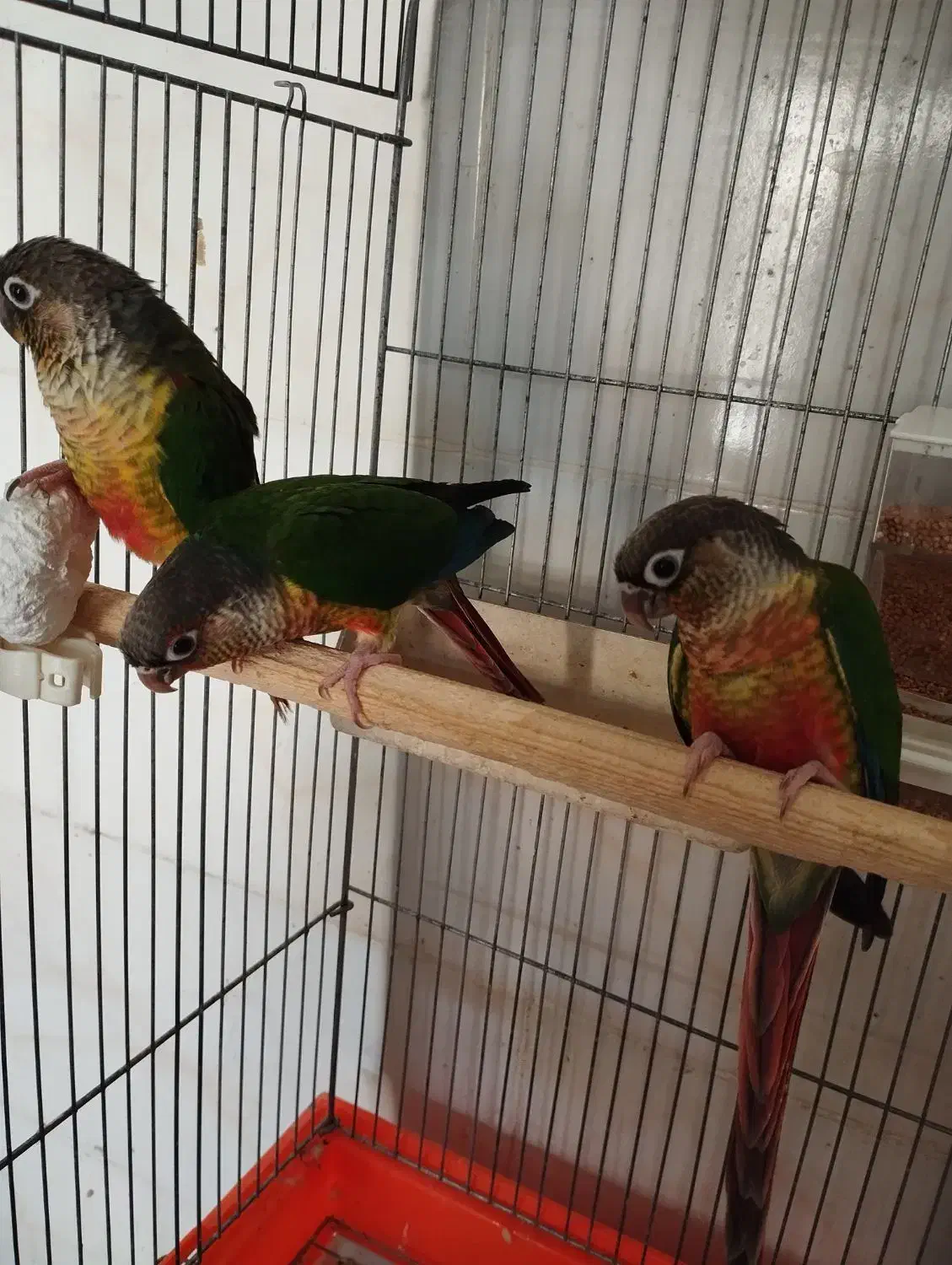 جوجه گرینچیک. عروس هلندی.  سهره قناری.|پرنده|ری, ظهیرآباد|دیوار