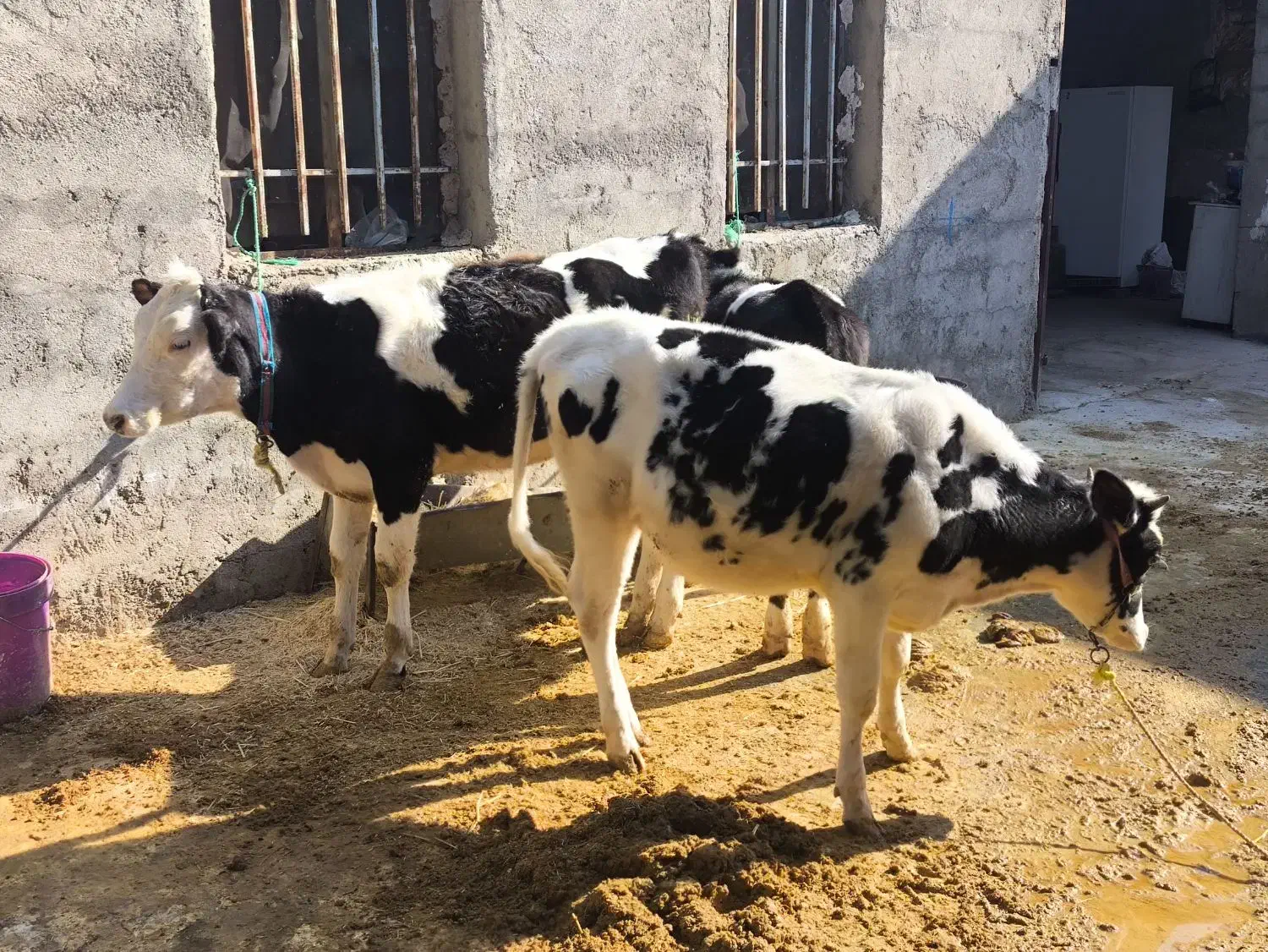 سه راس گوسال سیمینتال|حیوانات مزرعه|بیستون, |دیوار