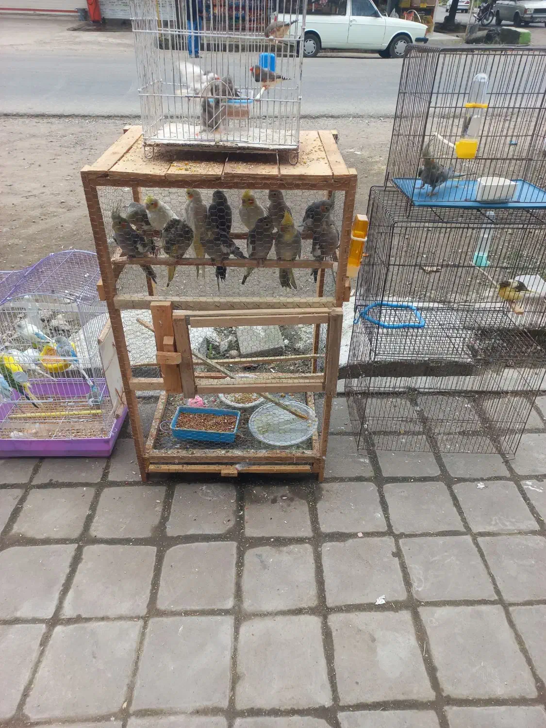 عروس هلندی مرغ عشق|پرنده|فومن, |دیوار