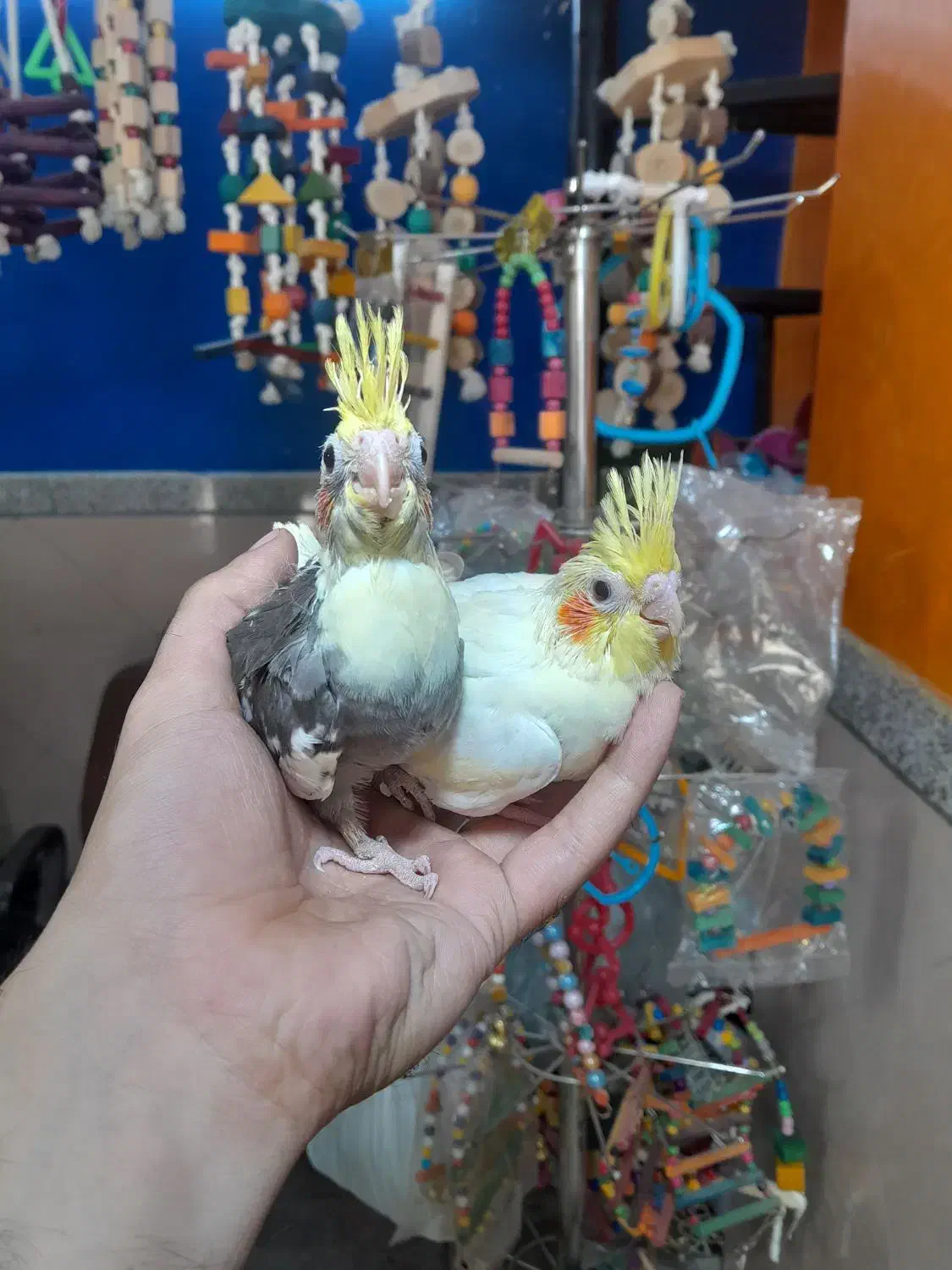 طوطی عروس هلندی سرلاکی در انواع رنگ و سن|پرنده|قائمشهر, |دیوار