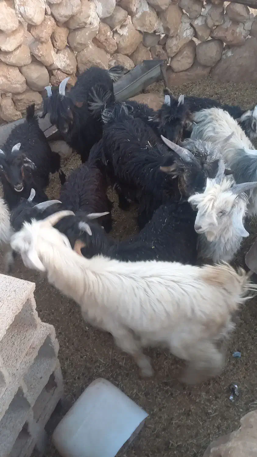 بیگ فروشی|حیوانات مزرعه|اردل, |دیوار