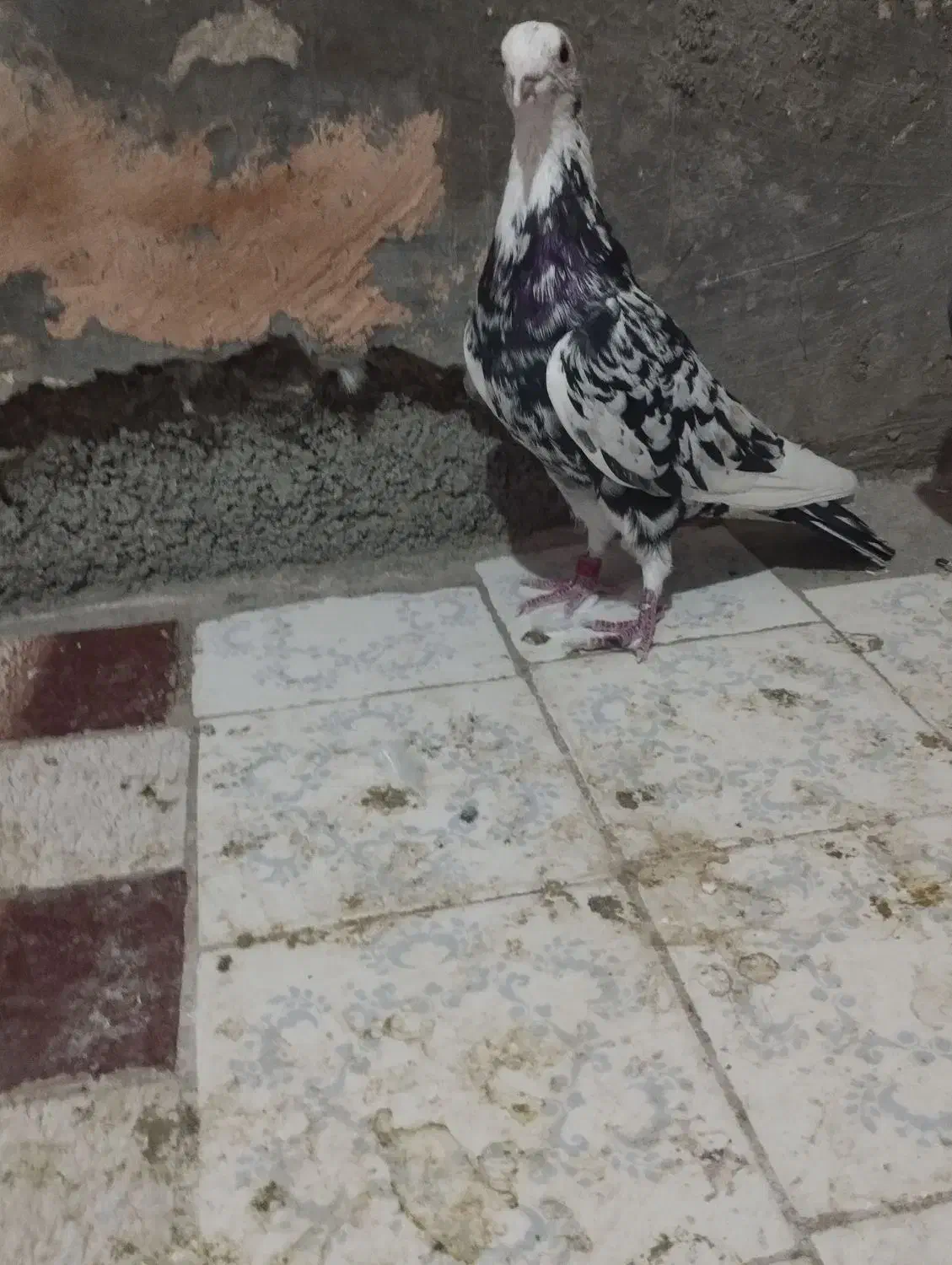 کبوتر پلاکی|پرنده|سبزوار, قصبه شرقی|دیوار