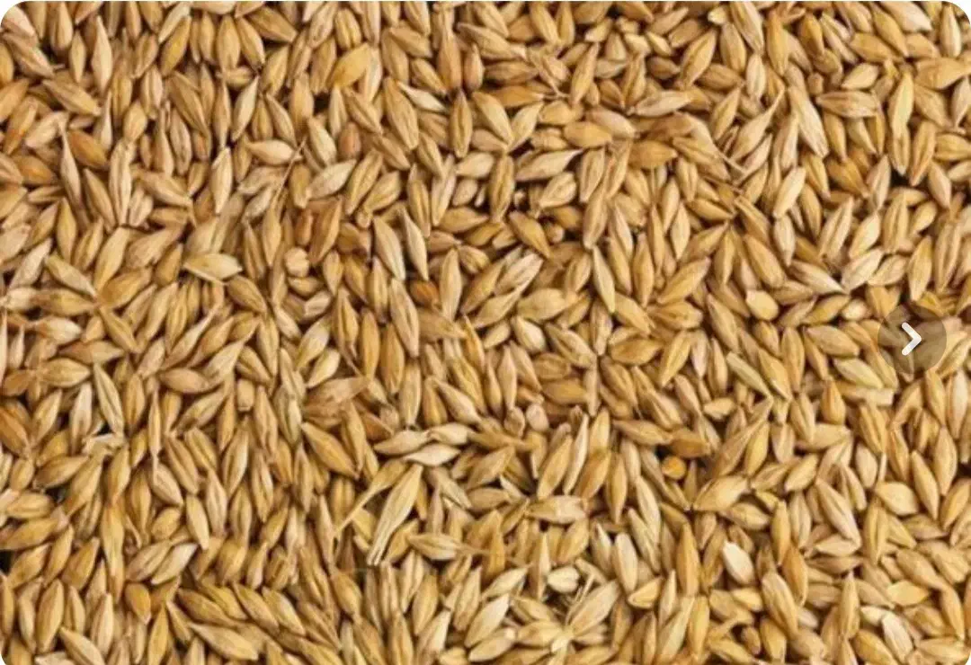 جو تخم محلی|عمده‌فروشی|برازجان, |دیوار