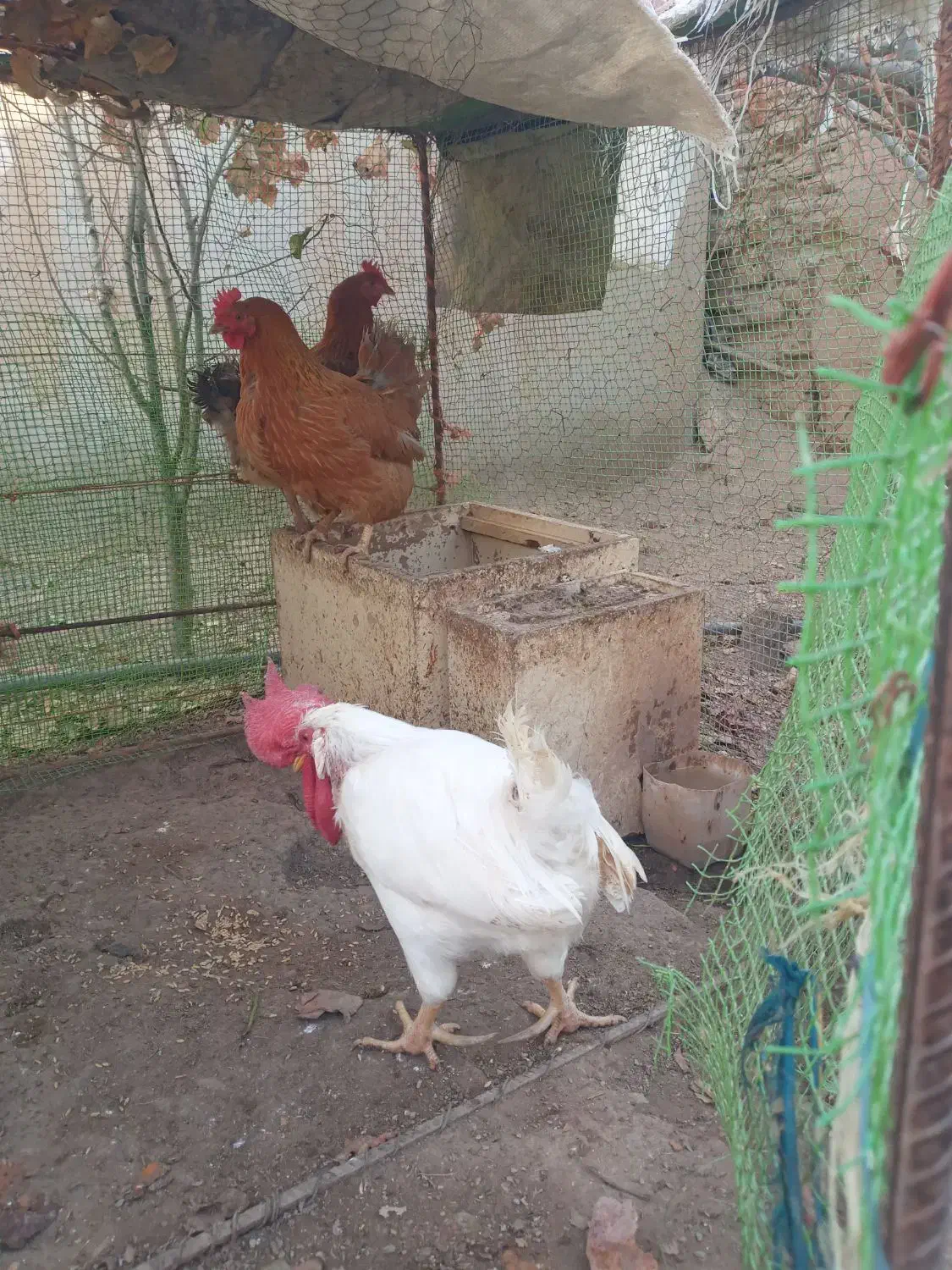 مرغ تخمگذار وخروس|حیوانات مزرعه|فامنین, |دیوار