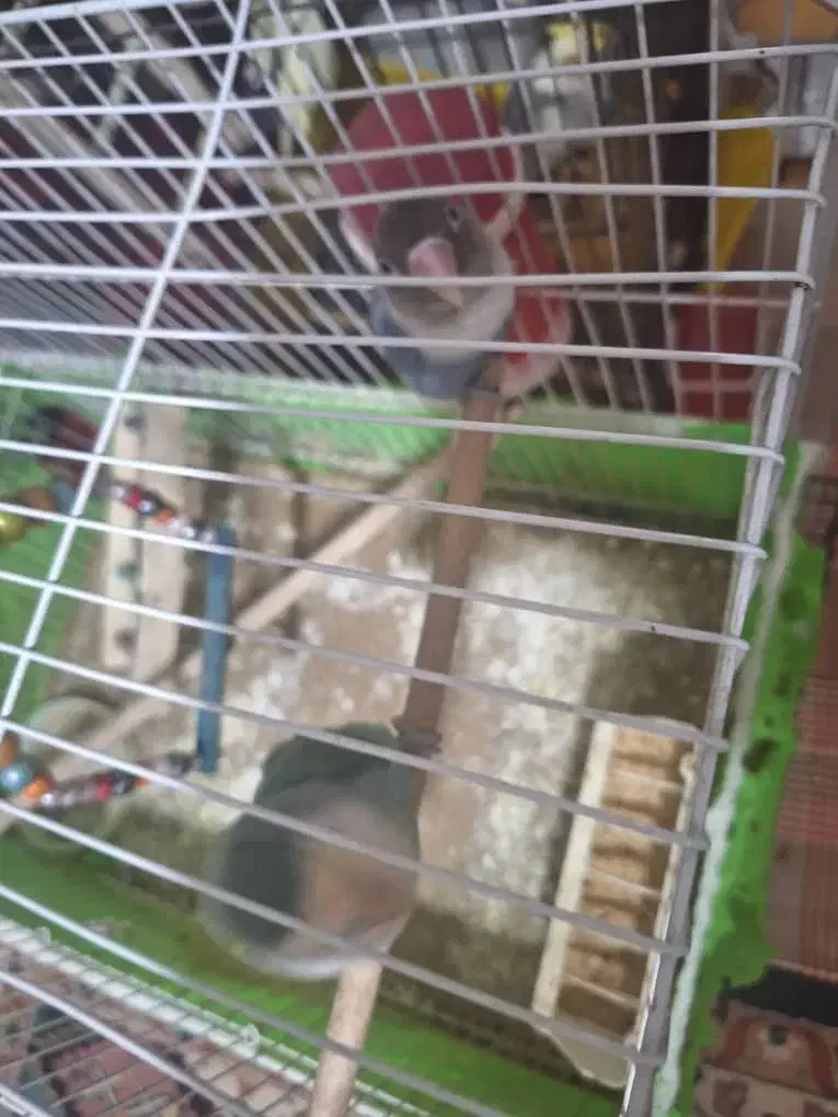 سگ ماده 1سال ونیم|سگ|یزد, |دیوار