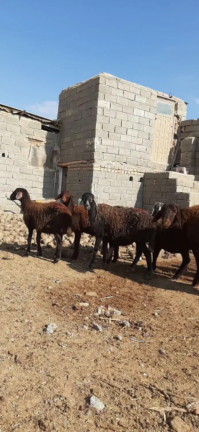 گوسفند بره طخلی ماده افشار و قره قزل اصل.|حیوانات مزرعه|فردیس, دهکده|دیوار