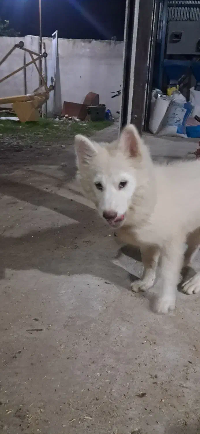 سگ هاسکی|سگ|قائم‌شهر, |دیوار