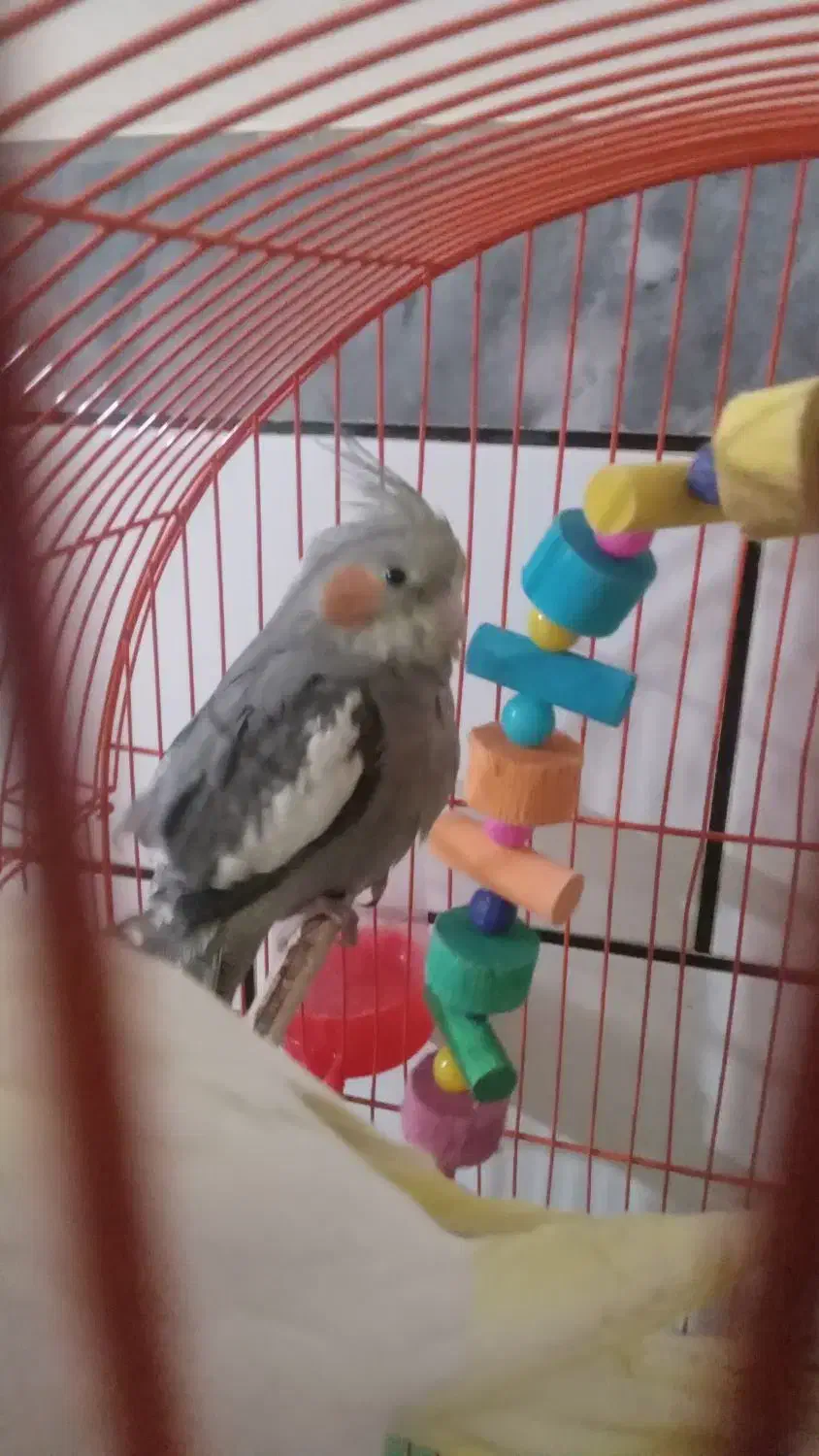 عروس هلندی ۹ماهه نر|پرنده|آزادشهر, |دیوار