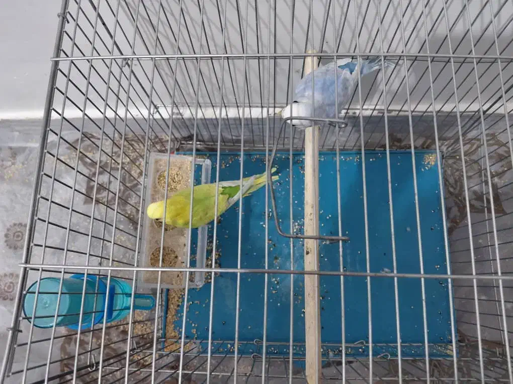 مرغ عشق|پرنده|بندر کنگان, |دیوار