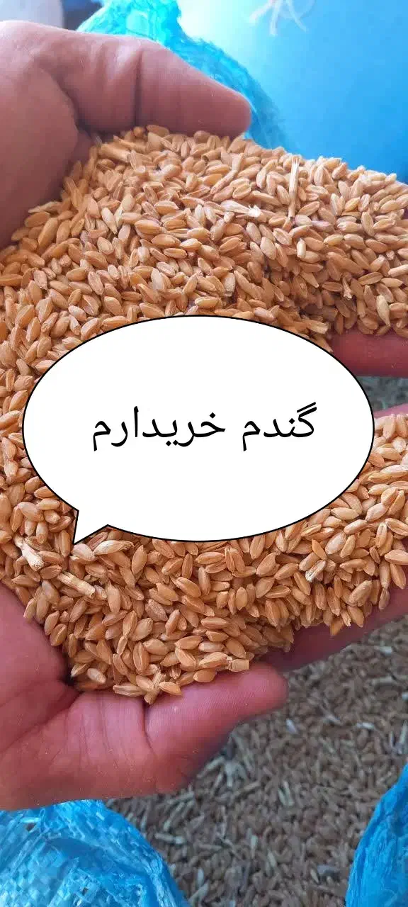 گندم روشن قوّتی|خوردنی و آشامیدنی|حبیب آباد, |دیوار
