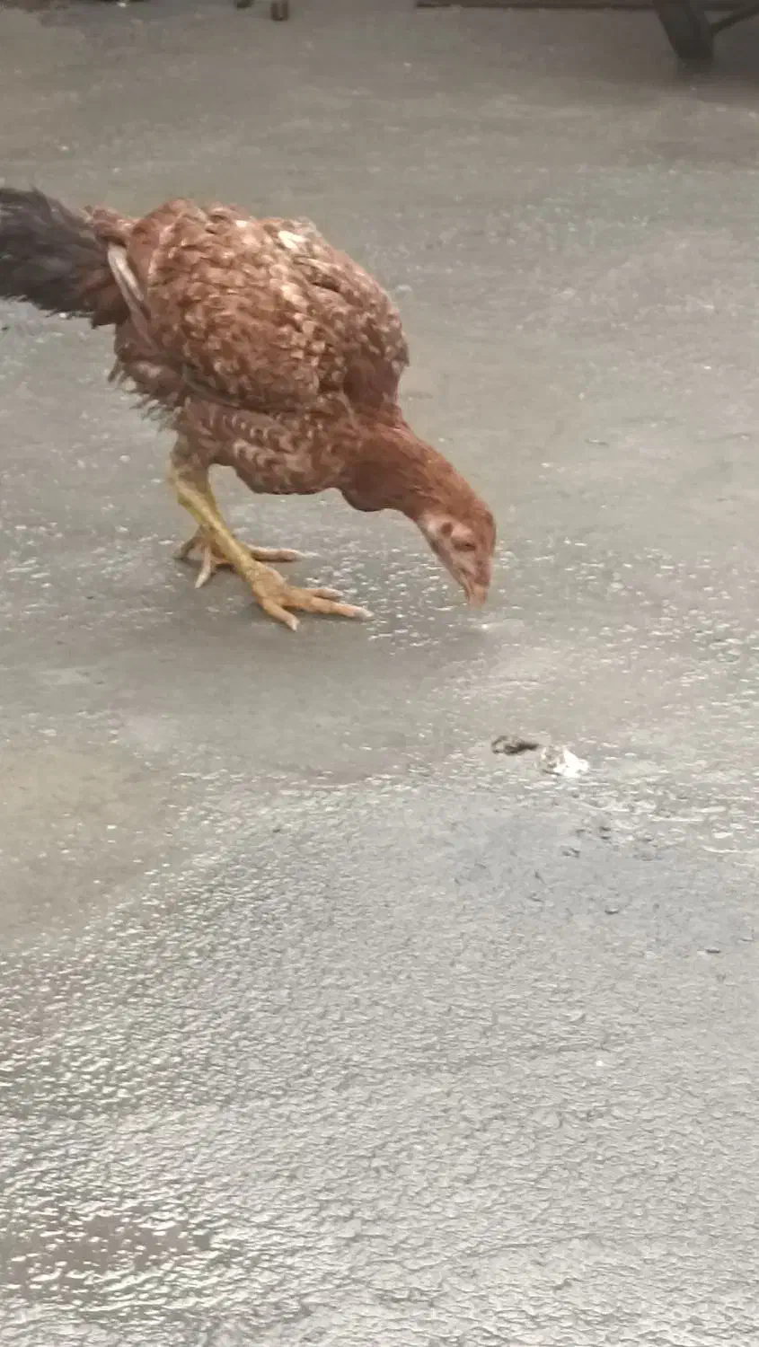 مرغ خروس لاری|حیوانات مزرعه|نقده, |دیوار