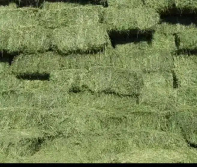 یونجه|خدمات باغبانی و درختکاری|قم, قلعه صدری|دیوار