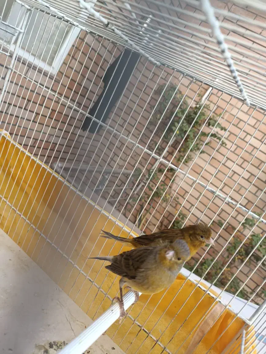 ماده قناری سبز علیخانی و چمنی|پرنده|شهرضا, |دیوار