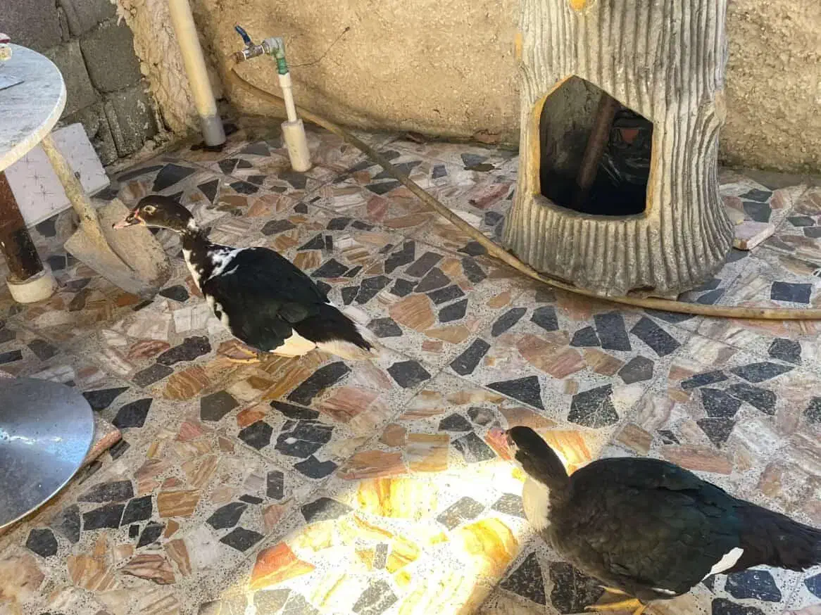 فروش دو عدد اردک نر خارجی روسی یا اسرائیلی|حیوانات مزرعه|چالوس, |دیوار