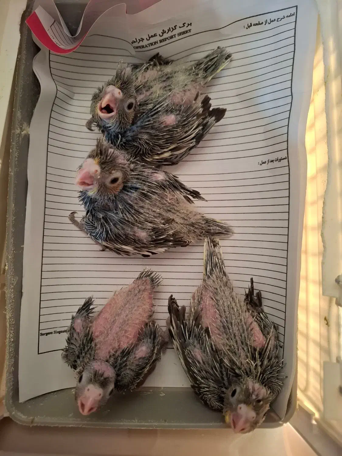 عروس هلندی|پرنده|صحنه, |دیوار