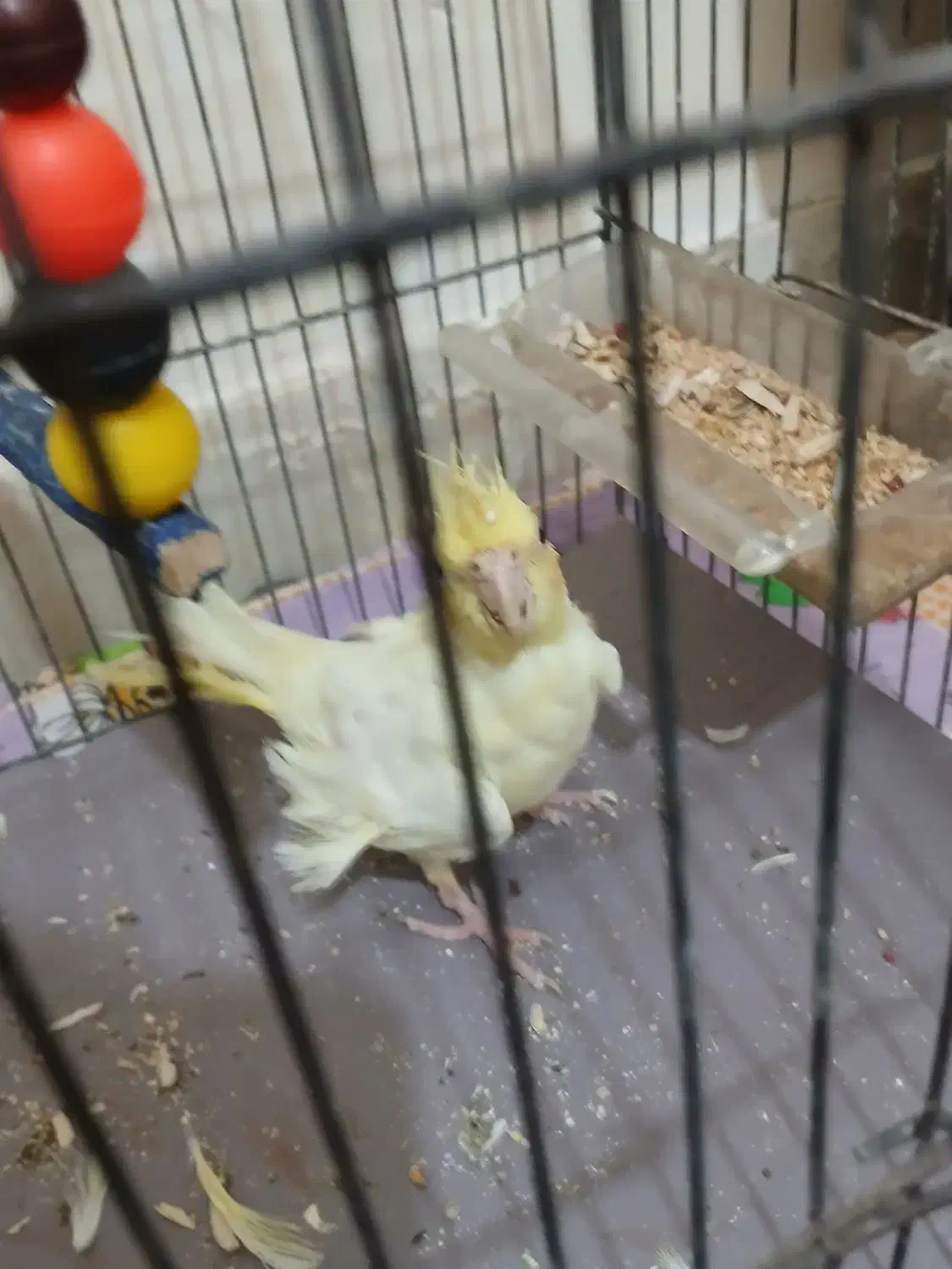 عروس هلندی|پرنده|فرمهین, |دیوار